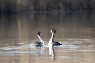 Büyük ibikli yunus (podiceps cristatus), Kuzey Almanya 'da bir gölette
