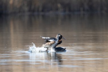 Sudaki ördek. Vahşi doğa. Kuş. Avrasya kedisi. doğa arkaplanı.
