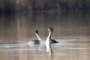 iki beyaz ibikli sümsük kuşu, podiseps kriteri (cristatus )