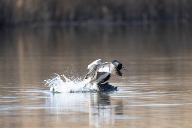 Gölette Kanada kazı