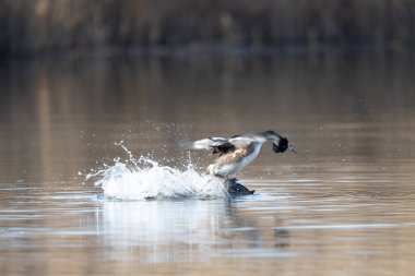 Güzel bir kuşun yakın çekimi.