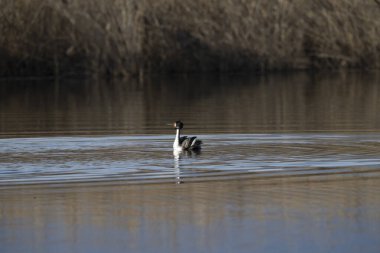 siyah kanatlı ayaklıklar (armantopus topus himantopus