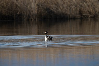 Bulanık bir geçmişi olan, su yüzeyindeki kuşun yakın çekimi.
