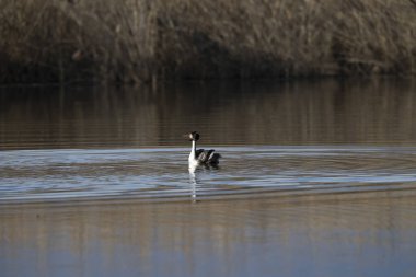 Yaygın karabatak, coracrocorax carmorus, bekar - Romanya 'da kuş