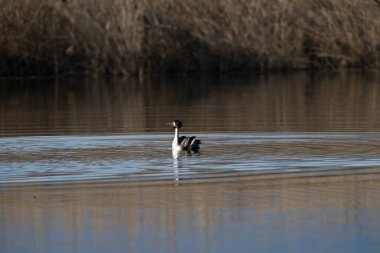 Büyük beyaz yunus (grebe grebe) doğal bir rezerv, kuzey İsveç