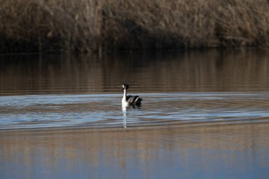 Doğal ortamında büyük bir yağcılık.