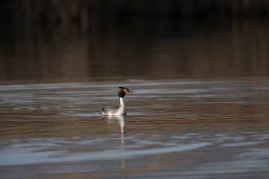 Yaygın yaban ördeği - fult atra, sudaki kuş doğal çevrede, Romanya