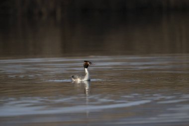 Boyun bükük ibikli siyah bir ibikli.