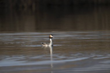 Doğal habitatında büyük ibikli (dicatgrestatus), Danimarka