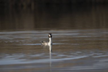 Bir gölette büyük ibikli yunus (dicdiceps cristatus). Siyah ve beyaz renkler suyun içinde duruyor..