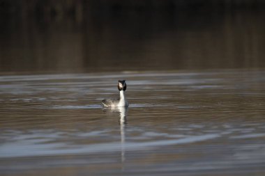 Gölde beyaz bir kaz