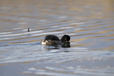 Siyah kuyruklu ördek (Ananas thrhyicchos gölde yüzüyor) )
