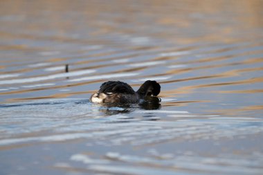 Ördek suda yüzüyor.