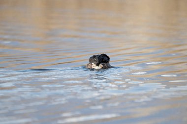 Ördek gölette yüzüyor.
