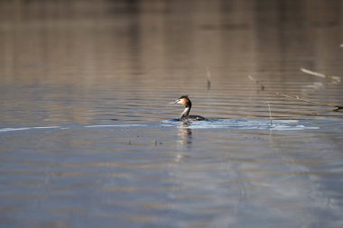 Suda yüzen sıradan bir kuş.