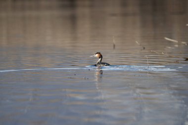 siyah - boyunlu yunus (gredicus ruficollis )