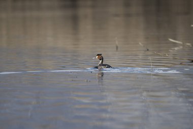 Güzel bir kuşun yakın çekimi.
