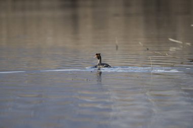 Yaygın yunus, podica ruruficina, erkek kuş, erkek ve dişi kuş, kışın doğal bir yaşam alanında.