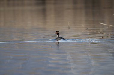 kuş (popogrebe) doğal yaşam alanında