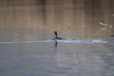 Güzel bir kuş manzarası