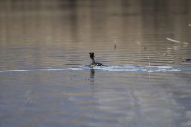 Sudaki ördeğin güzel bir görüntüsü.