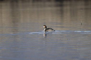 Siyah ibikli yunus (podiceps kristali) doğal ortamdaki gölde