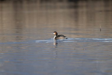 Sonbaharda gölette yüzen bir ördek. Ördeğin siyah ve beyaz gagası var. Sudaki küçük bir ördek.