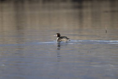 Büyük ibikli yunus balığı, Dicca Cristatus, gölette yüzme, kuzey İsveç