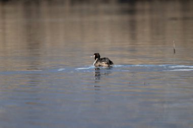 Siyah - kanatlı t - (himanhihimanhihimanhihimanhihihiy )