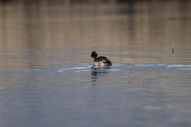 Yaban ördeği gölde yüzüyor