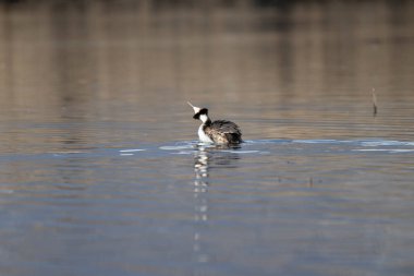Hollanda 'da doğal bir yaşam alanında gölde yüzen küçük siyah gözlü bir ördek.