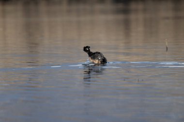 Hollanda 'da bir su yüzeyi üzerinde siyah boyunlu yunus (gregrgrus ruficollis)