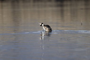 siyah - boyunlu grebe (poicgredicus cristatus )