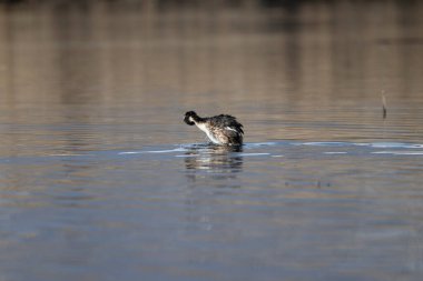 Siyah boyunlu ördek gölette yüzüyor.