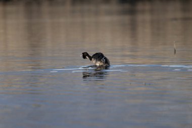 Gölette siyah ördek