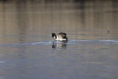 Siyah kanatlı t (himantopus hitopus) gölette yüzüyor