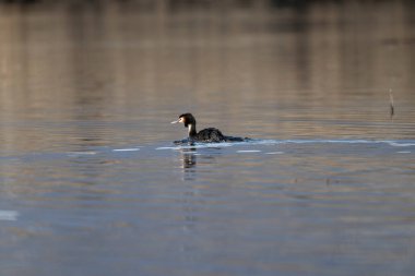 Siyah kanatlı ördekler (fulica atra) gölette yüzerler.