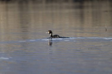 Siyah ibikli greyfurt, grepodiseps kristali, doğal ortamda