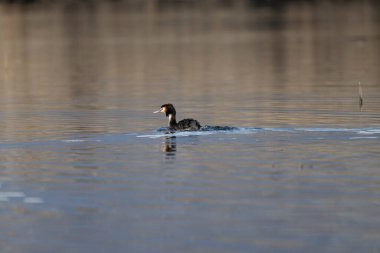 Büyük ibikli yunus balığı, podiseps dalış, suda tek kuş, bulgaria, 2016