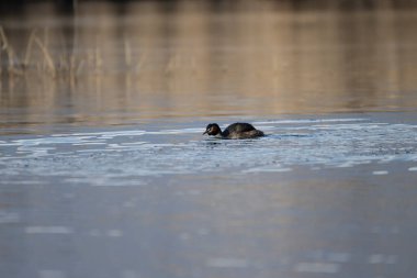 Sıradan bir yaban ördeği, Fulica atra, bir gölde yüzüyor, Romanya