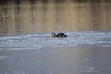 Ördek gölette yüzüyor.