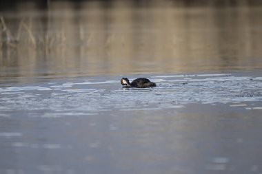 siyah yaban ördeği, ica - yaban ördeği, yaban ördeği,