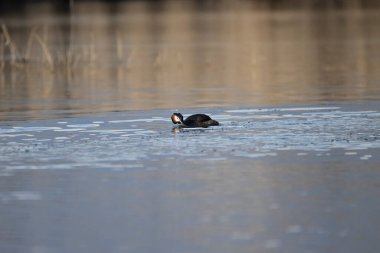 Siyah - ibikli yosun, dikte durumu, suda, İsveç 'te