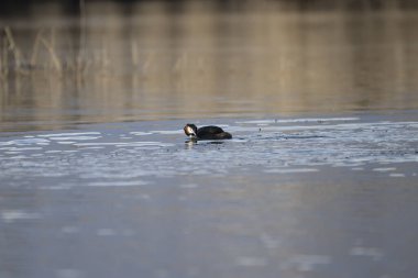 Siyah ördek (fult atra) Romanya 'nın doğal ortamında