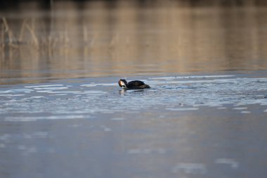 Siyah ördek doğal ortamında, doğal ortamında