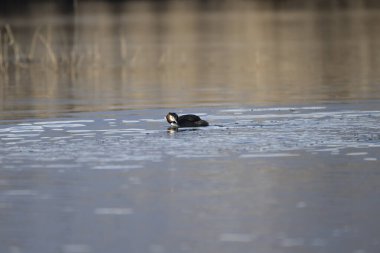 Sıradan bir yaban ördeği, Fulica atra, bir gölde yüzüyor, Romanya.