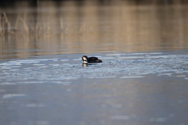 Doğal ortamdaki yaygın bozkır (gallinula kloropus) )