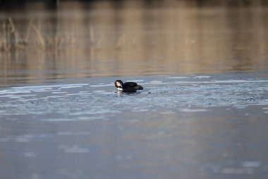 siyah ördek (fulica atra )