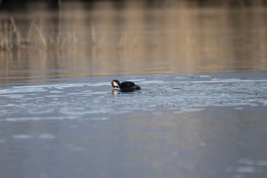 Gölde küçük siyah bir ördek