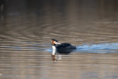 Beyaz bir kuşun yakın çekimi.